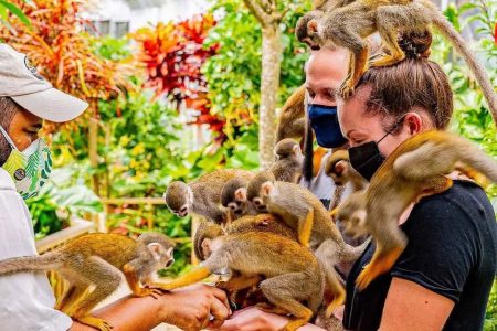 Monkeyland excursion